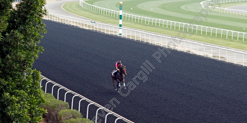 Westover-0004 
 WESTOVER training for the Sheema Classic
Meydan, Dubai, 21 Mar 2023 - Pic Steven Cargill / Racingfotos.com