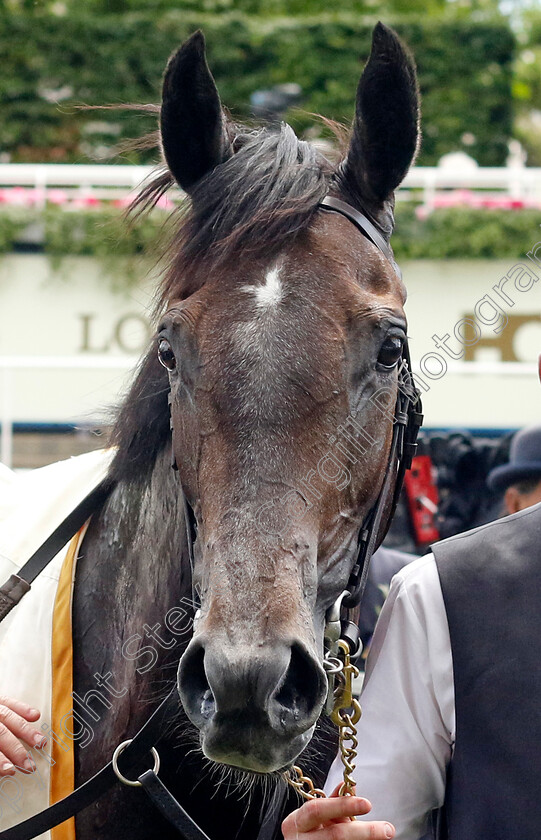 Bedtime-Story-0006 
 BEDTIME STORY winner of The Chesham Stakes
Royal Ascot 22 Jun 2024 - Pic Steven Cargill / Racingfotos.com