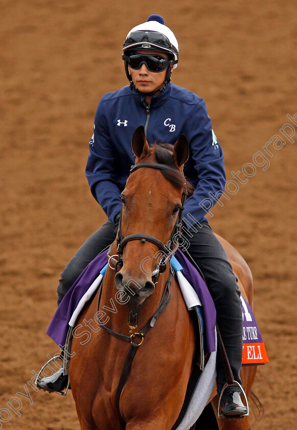 Lady-Eli-0003 
 LADY ELI exercising at Del Mar USA in preparation for The Breeders' Cup Filly & Mare Turf 30 Oct 2017 - Pic Steven Cargill / Racingfotos.com