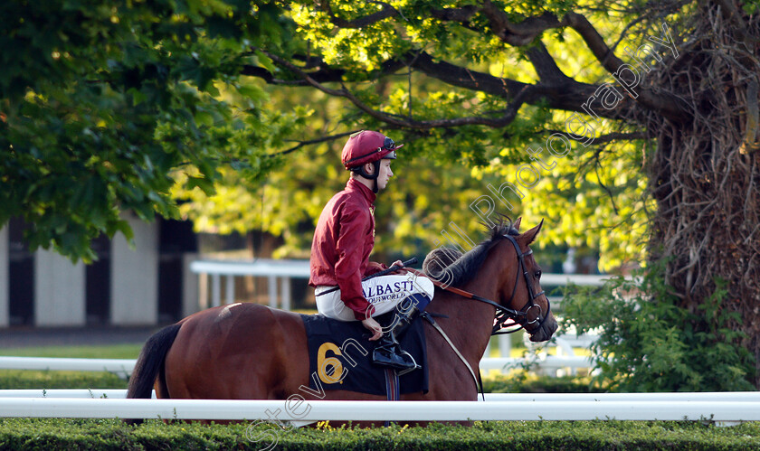 Sneaky-0001 
 SNEAKY (Oisin Murphy)
Kempton 22 May 2019 - Pic Steven Cargill / Racingfotos.com