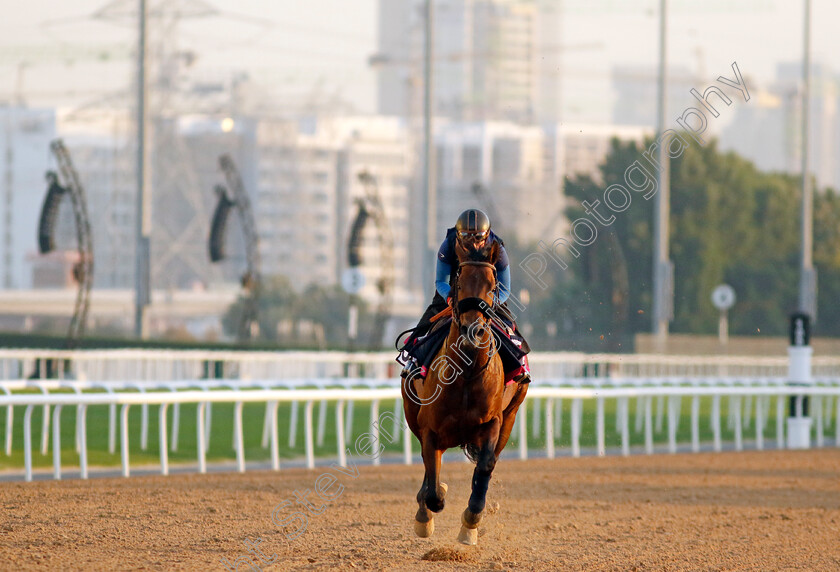 Russipant-Fal-0003 
 RUSSIPANT FAL training at the Dubai Racing Carnival
Meydan 22 Jan 2025 - Pic Steven Cargill / Racingfotos.com