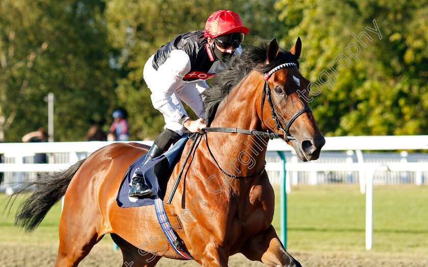 Golden-Rules-0001 
 GOLDEN RULES (Martin Harley)
Lingfield 4 Aug 2020 - Pic Steven Cargill / Racingfotos.com