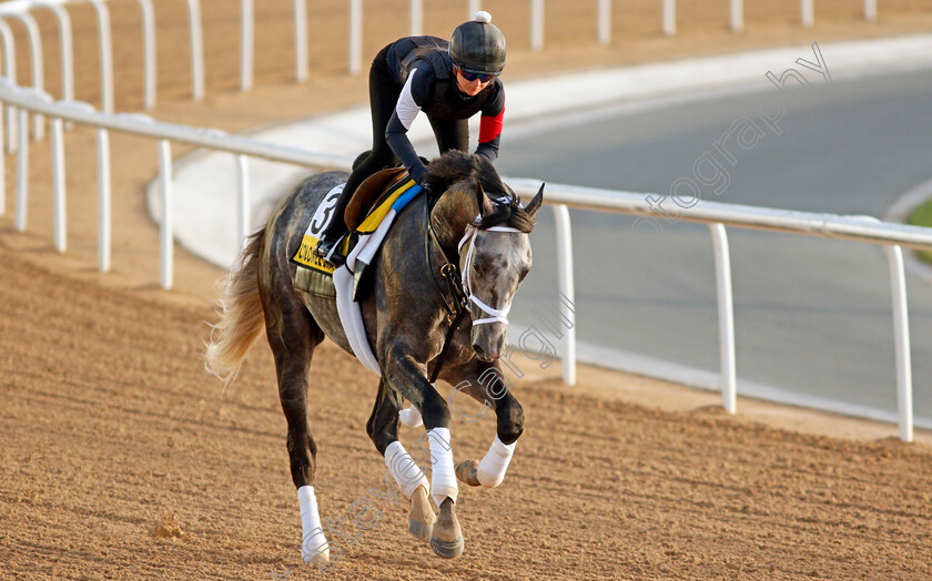 Colonel-Liam-0002 
 COLONEL LIAM training for the Dubai Turf
Meydan, Dubai, 23 Mar 2022 - Pic Steven Cargill / Racingfotos.com