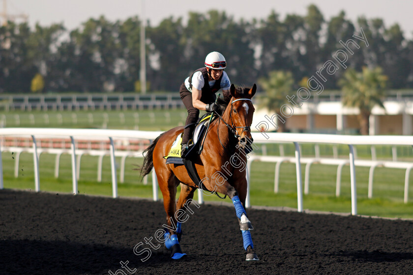 Nashwa-0002 
 NASHWA training for The Dubai Turf
Meydan Dubai 27 Mar 2024 - Pic Steven Cargill / Racingfotos.com