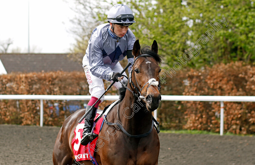 Auric-0003 
 AURIC (Oisin Murphy) winner of The Virgin Bet Restricted Novice Stakes
Kempton 6 Apr 2024 - Pic Steven Cargill / Racingfotos.com