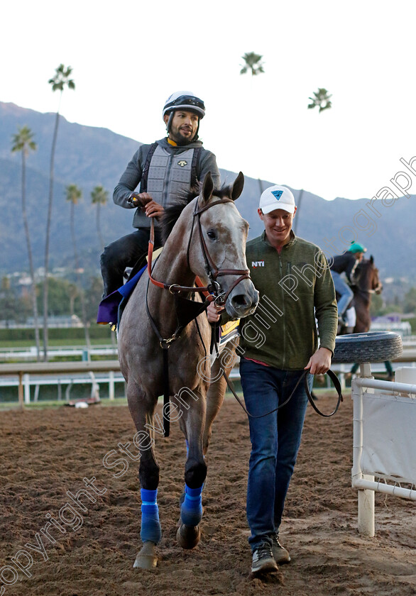 Hoosier-Philly-0001 
 HOOSIER PHILLY training for the Breeders' Cup Distaff
Santa Anita USA, 1 Nov 2023 - Pic Steven Cargill / Racingfotos.com