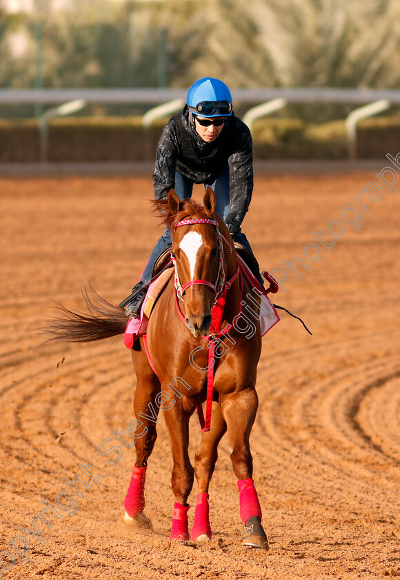 Matera-Sky-0001 
 MATERA SKY preparing for the Saudia Sprint
Riyadh Racecourse, Kingdom of Saudi Arabia 26 Feb 2020 - Pic Steven Cargill / Racingfotos.com