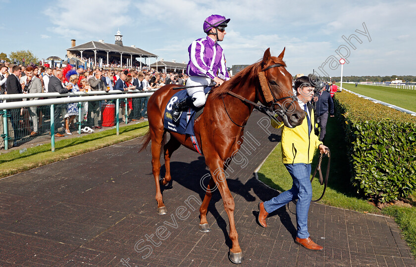 Western-Australia-0001 
 WESTERN AUSTRALIA (Michael Hussey)
Doncaster 14 Sep 2019 - Pic Steven Cargill / Racingfotos.com