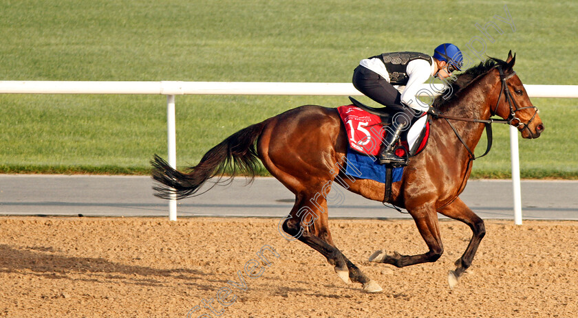 Torcedor-0001 
 TORCEDOR exercising in preparation for The Dubai Gold Cup Meydan 29 Mar 2018 - Pic Steven Cargill / Racingfotos.com