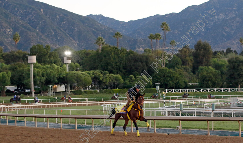 Ushba-Tesoro-0002 
 USHBA TESORO training for The Breeders' Cup Classic
Santa Anita USA, 31 October 2023 - Pic Steven Cargill / Racingfotos.com