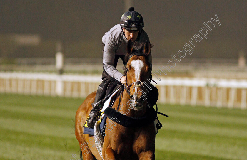 Harrovian-0001 
 HARROVIAN training for The Dubai Turf
Meydan, Dubai, 24 Mar 2022 - Pic Steven Cargill / Racingfotos.com