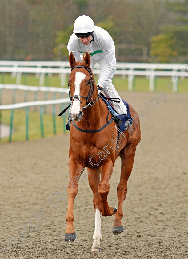 Utmost-0002 
 UTMOST (Robert Havlin) winner of The Betway Winter Derby Trial Stakes Lingfield 3 Feb 2018 - Pic Steven Cargill / Racingfotos.com