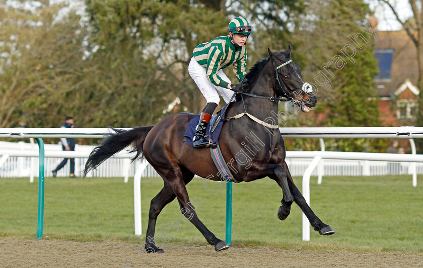 Zamarkhan 
 ZAMARKHAN (Christian Howarth)
Lingfield 5 Feb 2022 - Pic Steven Cargill / Racingfotos.com