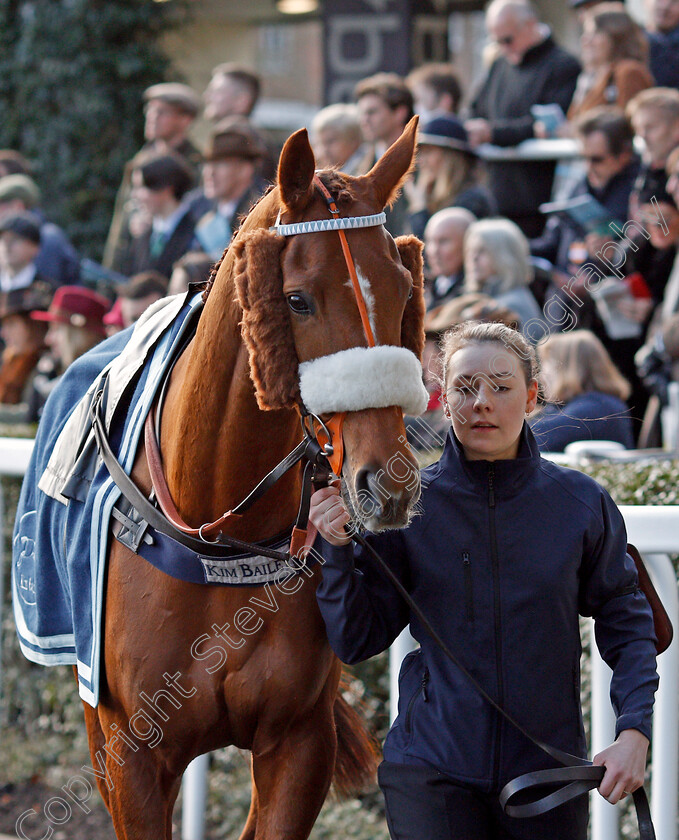 Another-Venture-0003 
 ANOTHER VENTURE Ascot 17 Feb 2018 - Pic Steven Cargill / Racingfotos.com