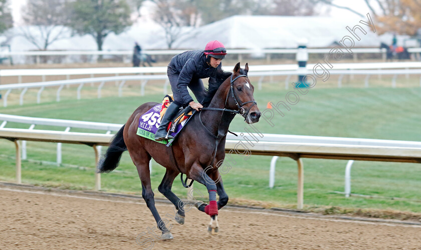 Order-Of-Australia-0001 
 ORDER OF AUSTRALIA training for the Breeders' Cup Mile
Keeneland USA 2 Nov 2022 - Pic Steven Cargill / Racingfotos.com