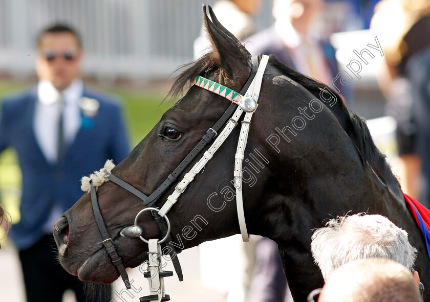 Pogo-0018 
 POGO after The Betfred John Of Gaunt Stakes
Haydock 28 May 2022 - Pic Steven Cargill / Racingfotos.com