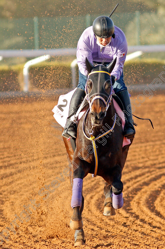 Copano-Kicking-0002 
 COPANO KICKING training for The Dirt Sprint
King Abdulaziz Racetrack, Riyadh, Saudi Arabia 22 Feb 2022 - Pic Steven Cargill / Racingfotos.com