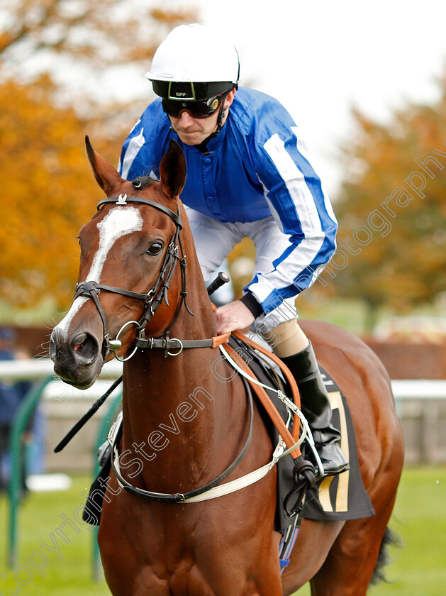 Queen-Gamrah-0001 
 QUEEN GAMRAH (Joe Fanning)
Newmarket 23 Oct 2019 - Pic Steven Cargill / Racingfotos.com