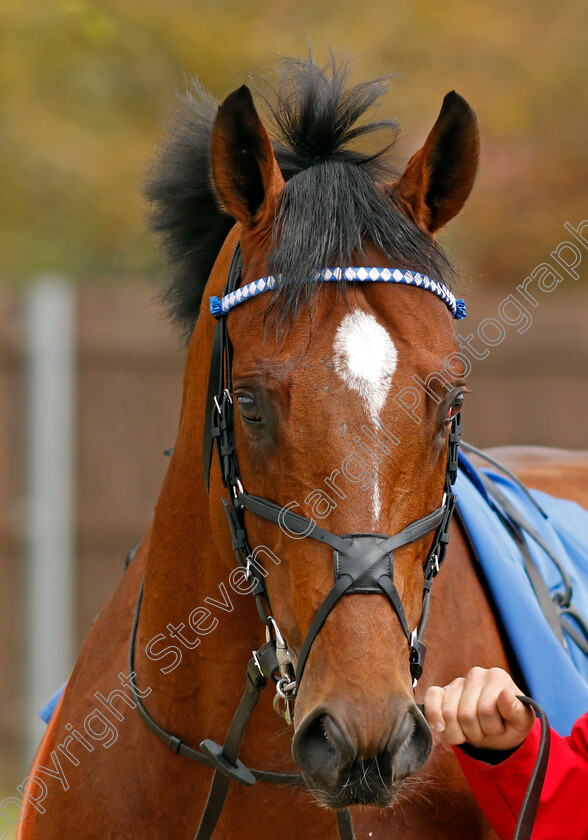 Naqeeb-0007 
 NAQEEB
Leicester 29 Apr 2023 - Pic Steven Cargill / Racingfotos.com