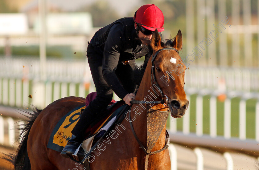 Luxembourg-0002 
 LUXEMBOURG training for The Neom Turf Cup
King Abdulaziz Racecourse, Saudi Arabia 21 Feb 2024 - Pic Steven Cargill / Racingfotos.com