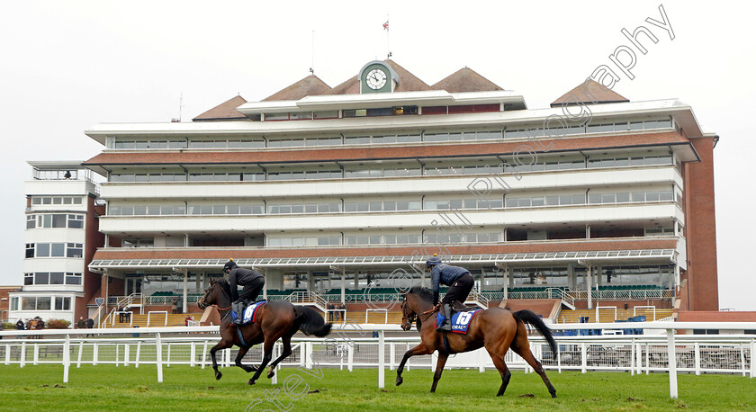 Datsalrightgino-and-Ga-Law-0001 
 DATSALRIGHTGINO (Gavin Sheehan) leads GA LAW (Will Featherstone)
Coral Gold Cup Gallops Morning
Newbury 21 Nov 2023 - Pic Steven Cargill / Racingfotos.com