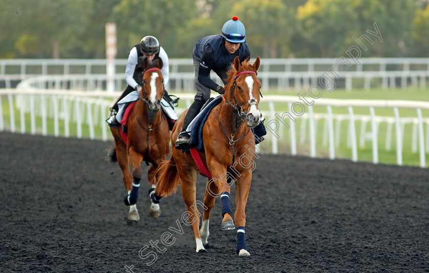 Holloway-Boy-0001 
 HOLLOWAY BOY training at the Dubai Racing Carnival 
Meydan 2 Jan 2025 - Pic Steven Cargill / Racingfotos.com