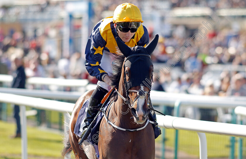 Make-Haste-0001 
 MAKE HASTE (Gavin Ryan)
Doncaster 13 Sep 2024 - Pic Steven Cargill / Racingfotos.com