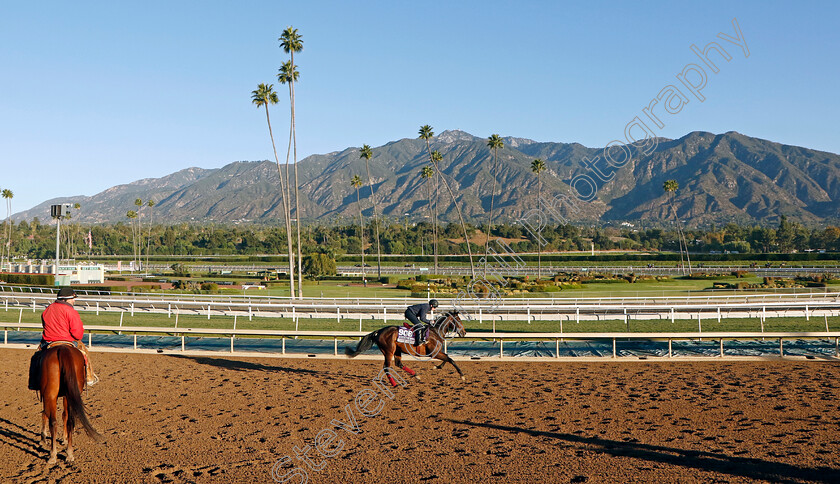 Cherry-Blossom-0001 
 CHERRY BLOSSOM (Ryan Moore) training for the Breeders' Cup 
Santa Anita 2 Nov 2023 - Pic Steven Cargill / Racingfotos.com