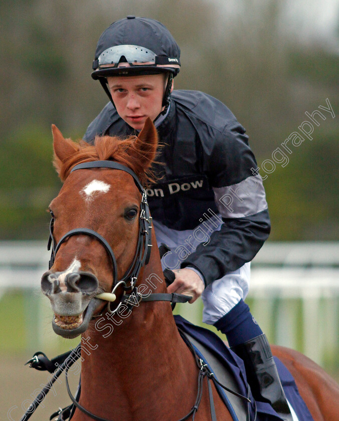 Roundabout-Magic-0001 
 ROUNDABOUT MAGIC (Levi Willliams) Lingfield 12 Jan 2018 - Pic Steven Cargill / Racingfotos.com