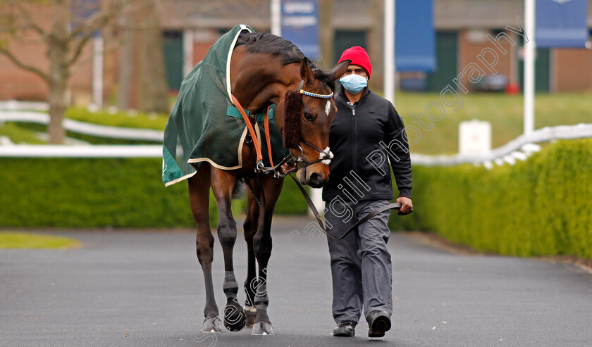 Stag-Horn-0002 
 STAG HORN 
Ascot 28 Apr 2021 - Pic Steven Cargill / Racingfotos.com