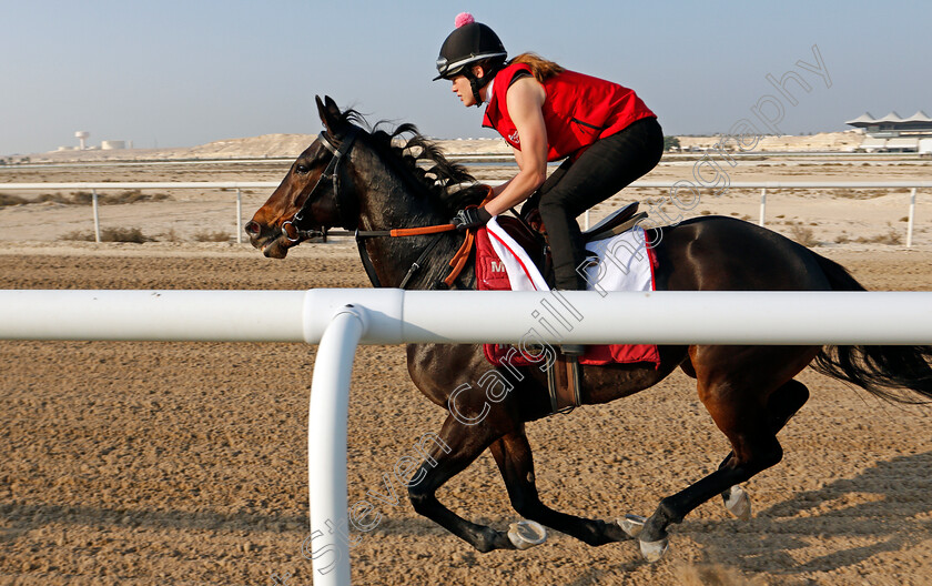 Certain-Lad-0003 
 CERTAIN LAD training for the Bahrain International Trophy
Rashid Equestrian & Horseracing Club, Bahrain, 19 Nov 2020 - Pic Steven Cargill / Racingfotos.com