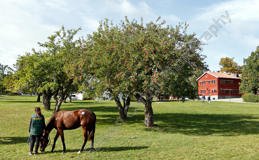 Stockholm-Yearling-Sale-0001 
 Scene before Stockholm Yearling Sale
Bro, Sweden 22 Sep 2018 - Pic Steven Cargill / Racingfotos.com