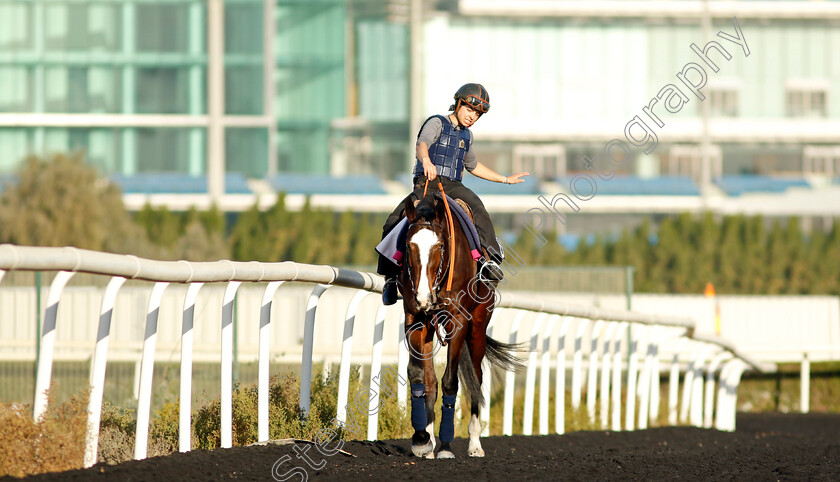 Mistysea-0001 
 MISTYSEA training at the Dubai Racing Carnival 
Meydan 2 Jan 2025 - Pic Steven Cargill / Racingfotos.com