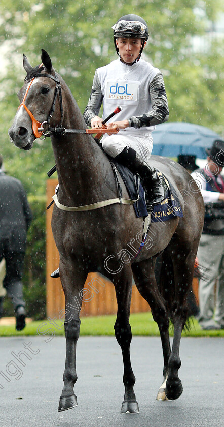 Too-Shy-Shy-0001 
 TOO SHY SHY (Jason Watson)
Royal Ascot 19 Jun 2019 - Pic Steven Cargill / Racingfotos.com