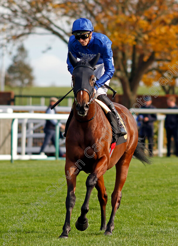 Majestic-Pride-0001 
 MAJESTIC PRIDE (James Doyle)
Newmarket 28 Oct 2022 - Pic Steven Cargill / Racingfotos.com