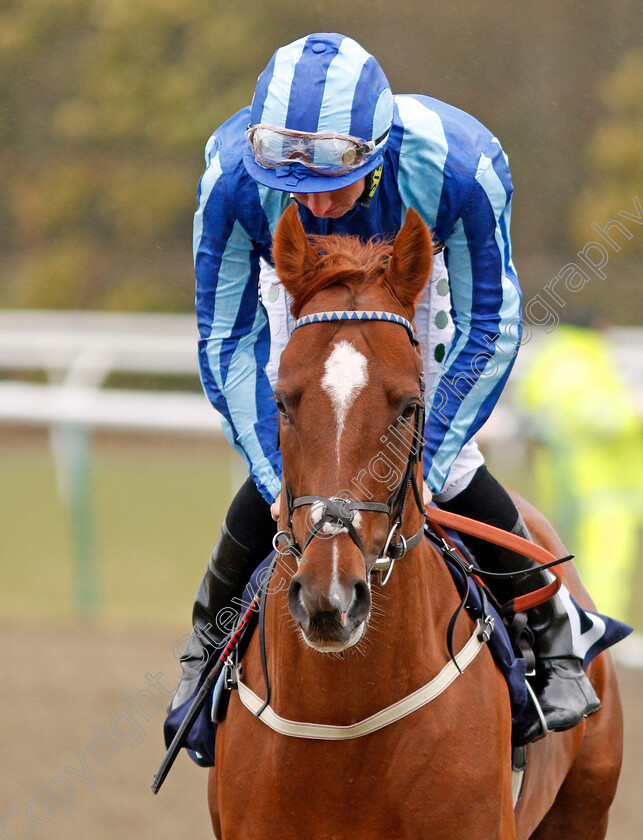 Pact-Of-Steel-0002 
 PACT OF STEEL (Hetor Crouch) Lingfield 14 Feb 2018 - Pic Steven Cargill / Racingfotos.com