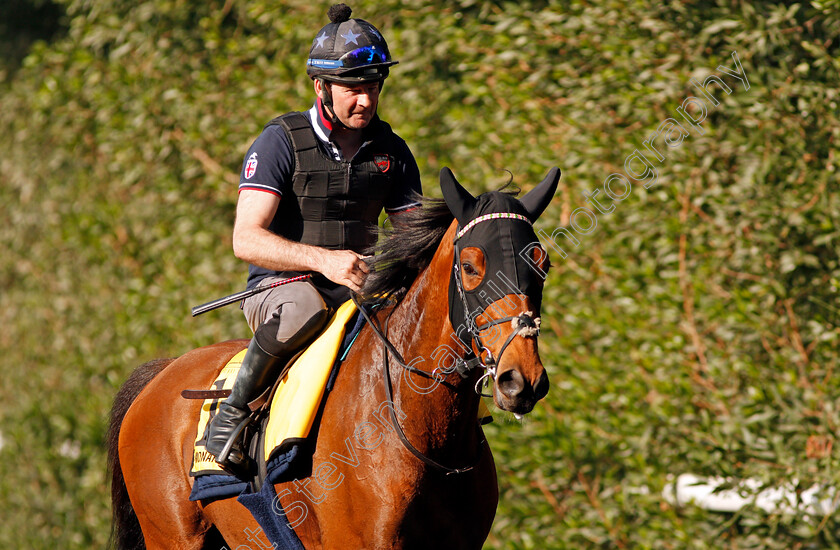 Monarchs-Glen-0001 
 MONARCHS GLEN exercising in preparation for the Dubai Turf Meydan 28 Mar 2018 - Pic Steven Cargill / Racingfotos.com