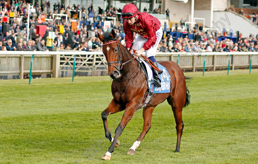 Special-Purpose-0001 
 SPECIAL PURPOSE (Oisin Murphy) Newmarket 13 Oct 2017 - Pic Steven Cargill / Racingfotos.com