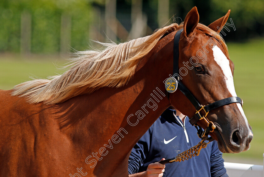 Ascot-Sales-0010 
 A Casamento filly at Ascot Yearling Sale 12 Sep 2017 - Pic Steven Cargill / Racingfotos.com