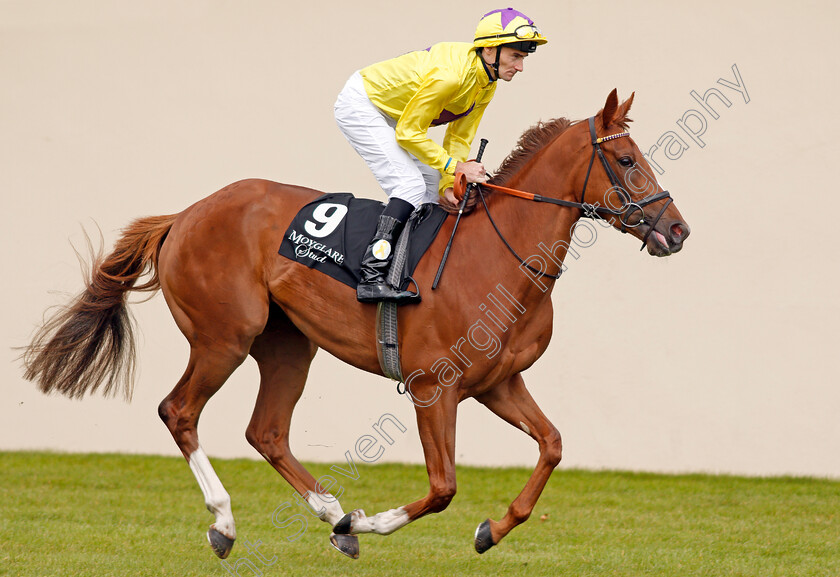 Sea-Of-Grace-0001 
 SEA OF GRACE (Daniel Tudhope) Curragh 10 Sep 2017 - Pic Steven Cargill / Racingfotos.com