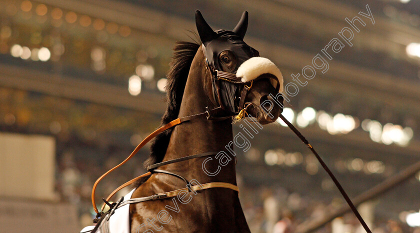 Bint-Huwaar-0001 
 BINT HUWAAR rears up leaving the paddock at Meydan 18 Jan 2018 - Pic Steven Cargill / Racingfotos.com