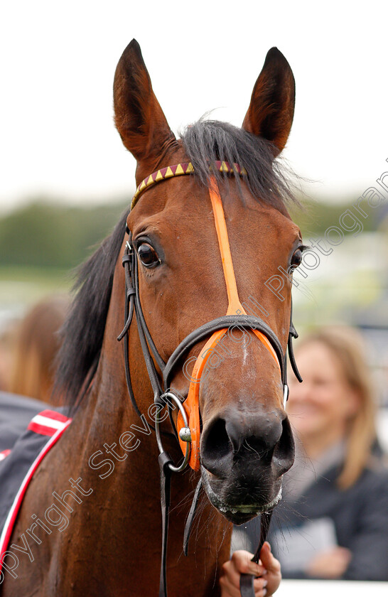 Heartache-0007 
 HEARTACHE after the Wainwrights Flying Childers Stakes Doncaster 15 Sep 2017 - Pic Steven Cargill / Racingfotos.com