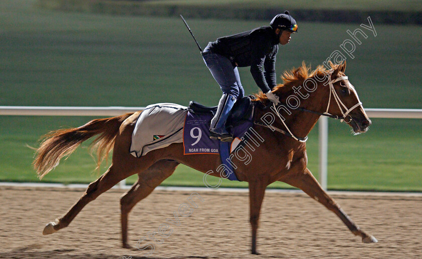 Noah-From-Goa-0002 
 NOAH FROM GOA exercising in preparation for The Dubai World Cup Carnival, Meydan 18 Jan 2018 - Pic Steven Cargill / Racingfotos.com