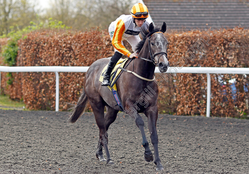 Card-Shark-0001 
 CARD SHARK (Paddy Bradley)
Kempton 3 Apr 2024 - Pic Steven Cargill / Racingfotos.com