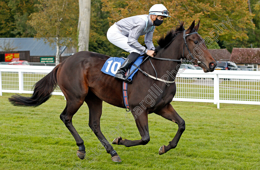 Kinz-0001 
 KINZ (Ryan Tate)
Salisbury 1 Oct 2020 - Pic Steven Cargill / Racingfotos.com