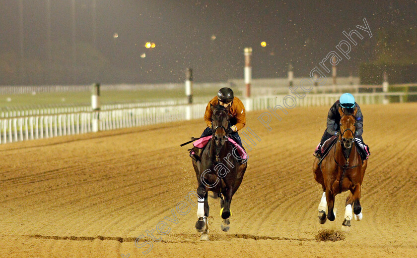 Crown-Pride-and-Reiwa-Homare-0002 
 CROWN PRIDE (left) and REIWA HOMARE (right) training for the UAE Derby
Meydan, Dubai, 23 Mar 2022 - Pic Steven Cargill / Racingfotos.com