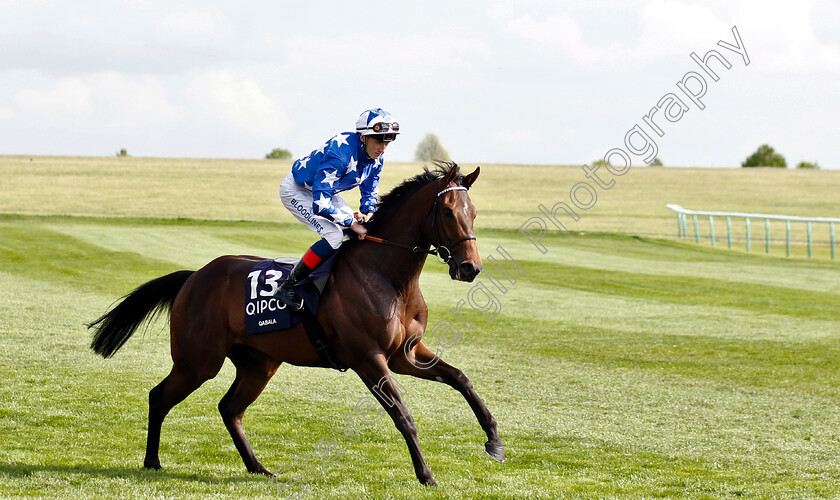 Qabala-0001 
 QABALA (David Egan)
Newmarket 5 May 2019 - Pic Steven Cargill / Racingfotos.com