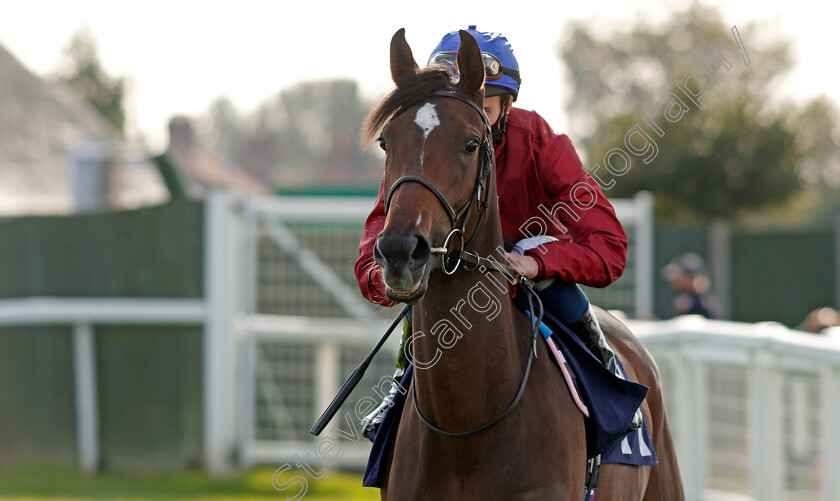 Random-Harvest-0002 
 RANDOM HARVEST (William Buick) before winning The British Stallion Studs EBF Fillies Novice Stakes
Yarmouth 20 Oct 2020 - Pic Steven Cargill / Racingfotos.com