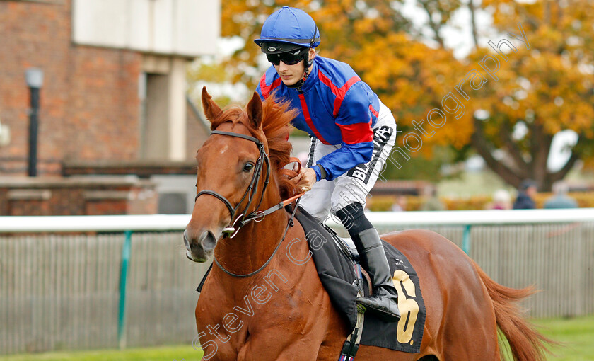 Grain-Of-Sense-0001 
 GRAIN OF SENSE (Harry Bentley)
Newmarket 23 Oct 2019 - Pic Steven Cargill / Racingfotos.com