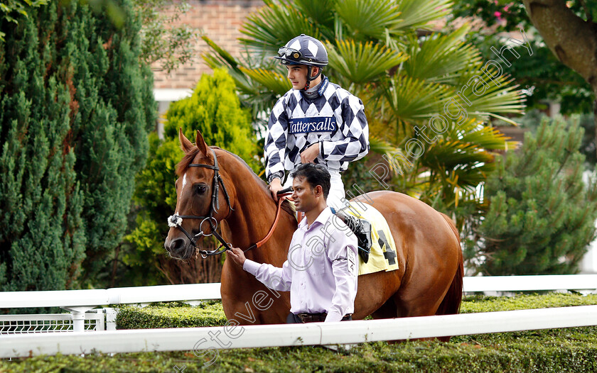 Roman-Spinner-0002 
 ROMAN SPINNER (Stefano Cherchi)
Kempton 10 Jul 2019 - Pic Steven Cargill / Racingfotos.com